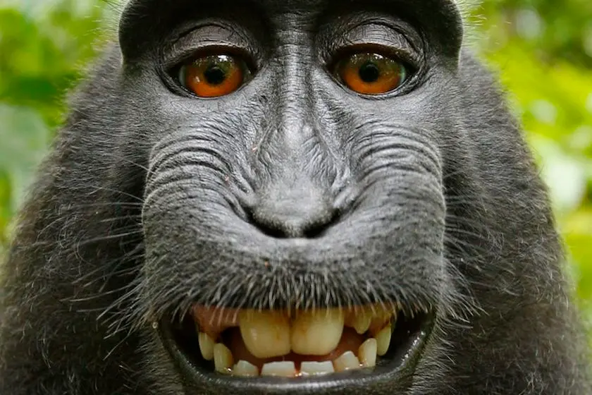 read here why the selfie monkey cannot claim copyright on his monkey made photo